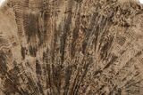 Polished Petrified Featherwood Stand-up - Arizona #199285-1